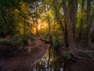 Golden Hour in Forest with Water and Reflections
