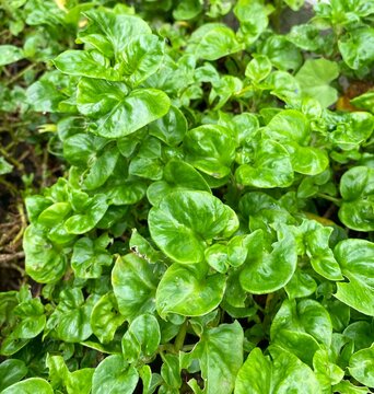 Alternanthera sissoo is called Brazilian spinach, Sissoo Spinach, Samba Lettuce and Poor Man's Spinach.
