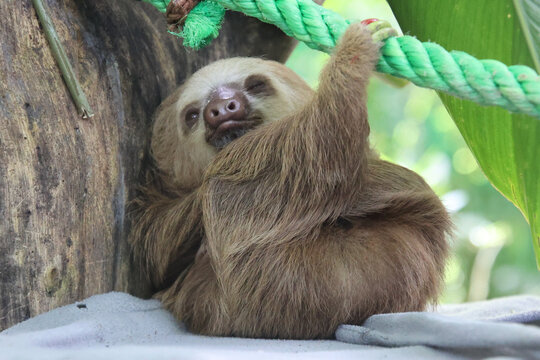Sloth or Oso Perezoso in Costa Rica