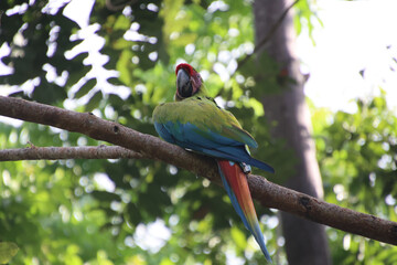 The Great Green Macaw (Ara ambiguus) in the wild