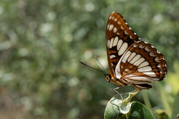 butterfly on a flower