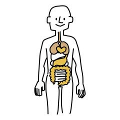 人間の体の内臓