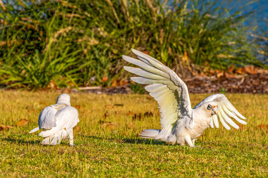 Two corella cockatoos sitting on the grass