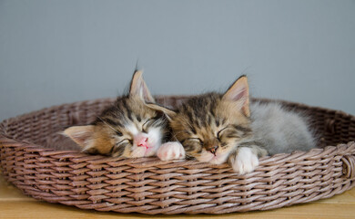 Naklejka na ściany i meble A couple of pets sleep in a brown, woven basket. Cute kittens lie nearby, feel warmth and comfort.