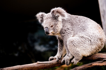 A quiet koala sitting in the tree