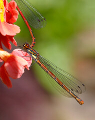 Libelle	
