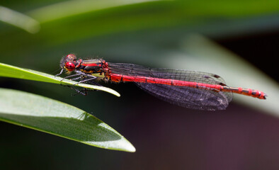 Libelle	
