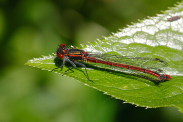 Libelle	
