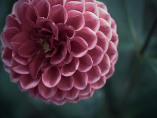 pink dahlia flower