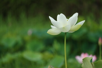 Fototapeta premium ハスの花