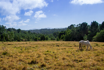 A single white horse isolated in a meadow in a tranquil landscape setting 