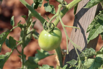 Tomato On Vine, Fort Edmonton Park, Edmonton, Alberta