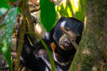 Malaysia, Borneo, Sabah, Sandakan Conservation animals, Malay bears