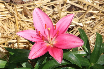 Pink Lily, Fort Edmonton Park, Edmonton, Alberta