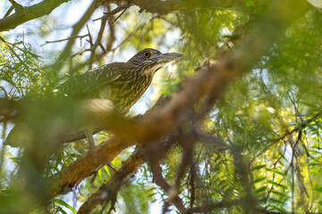 Black-crowned night heron (Nycticorax nycticorax) sits on a tree.  
