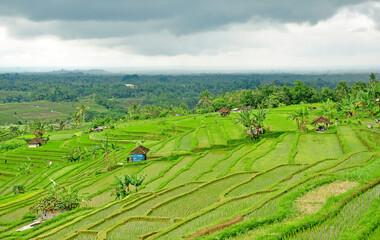 Beautiful rice terrace with  the green rice plant.