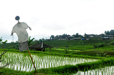 Obraz premium Beautiful rice terrace with the green rice plant.