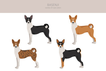 Basenji all colours clipart. Different coat colors and poses set.