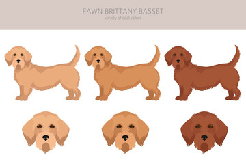 Fawn brittany basset clipart. Basset fauve de bretagne. Different coat colors and poses set