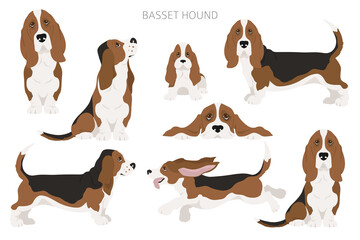 Basset hound clipart. Different coat colors and poses set - obrazy, fototapety, plakaty