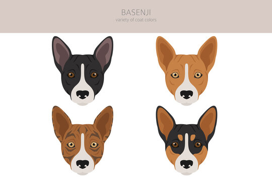 Basenji all colours clipart. Different coat colors and poses set.