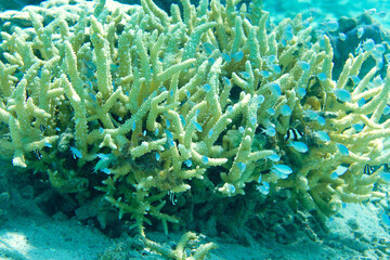 Fototapeta na wymiar Bora Bora (Polynésie Française) : Coraux et poissons dans le lagon