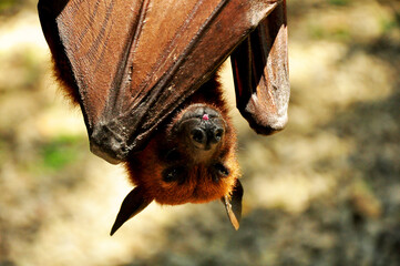 Names in Bali island as Kalong,or the giant Flying Fox hanging on the tree