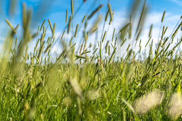 grass and sky