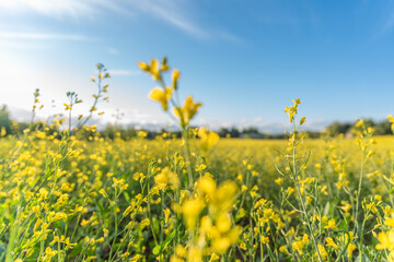 Fototapeta premium field of yellow flowers