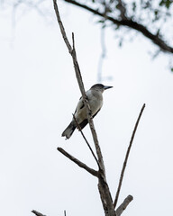 a native australian bird sitting on a dead tree branch