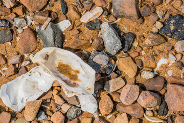 Closeup of seashell laying among rocks on sandy seashore.