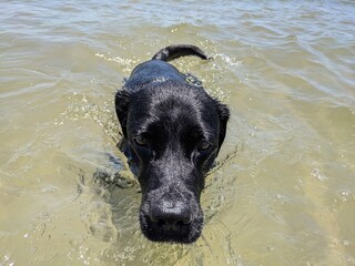 black labrador retriever swimming 