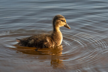 A young duckling swims on the lake. Wildlife. Bird watching