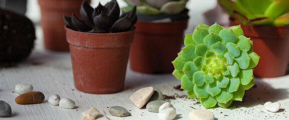 Mix of different Echeveria Succulent house plant pots. Concept of home gardening, hobby, leisure. White wooden background. Close up, macro, banner