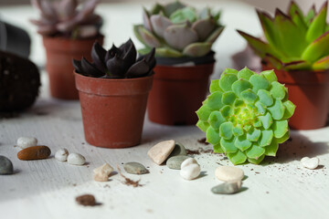 Mix of different Echeveria Succulent house plant pots. Concept of home gardening, hobby, leisure. White wooden background. Close up, macro