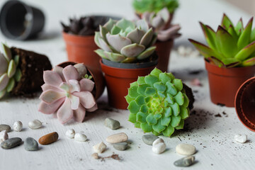 Mix of different Echeveria Succulent house plant pots. Concept of home gardening, hobby, leisure. White wooden background. Close up, macro