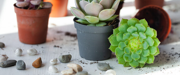 Mix of different Echeveria Succulent house plant pots. Concept of home gardening, hobby, leisure. White wooden background. Close up, macro, banner