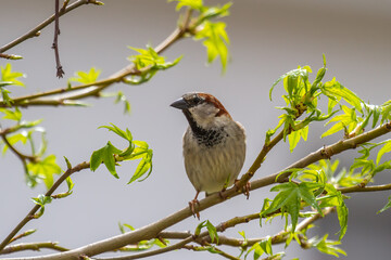 A house sparrow (passer domesticus) sitting on a branche with light green leaves