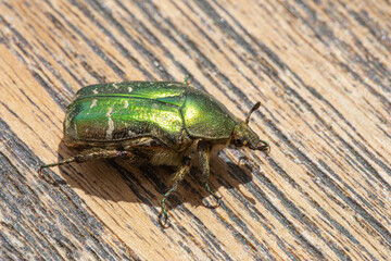 Close-up of a rose chafer (Cetonia aurata) with a green glossy armature on a brown plank