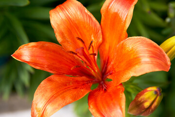 Orange Lily flowers background, close-up