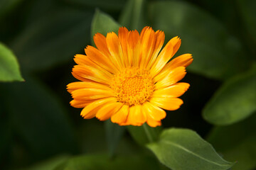 Сalendula flowers background