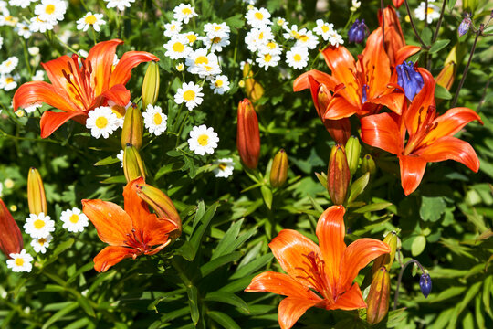 Orange Lily flowers background, close-up