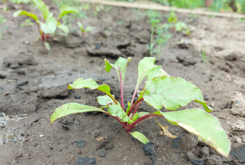 beets growing in the garden bed. colorful leaves, harvest, summer, gardening, vegetables, farm.