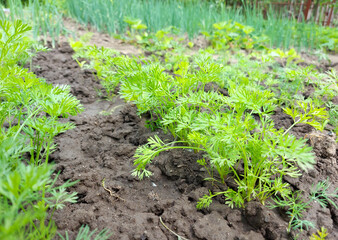 carrot grows in the garden bed. green leaves.