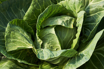 Green cabbage leaves background, close-up