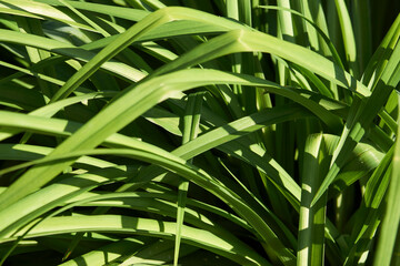 Green leaves texture background, close-up