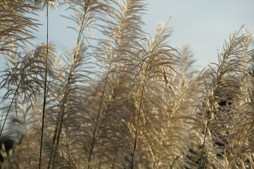 Obraz premium Flower grasses while wind blow with sunset sky in the evening.