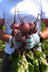 A man in a white T-shirt is holding a young beet with tops in his hands.A new beet crop.The summer season for picking vegetables.The concept of agricultural work.Vertical photo.
