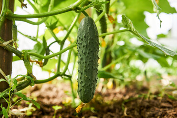 Cucumber plant greenhouse, close-up