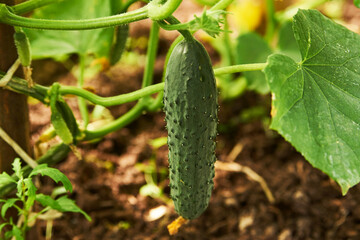 Cucumber plant greenhouse, close-up